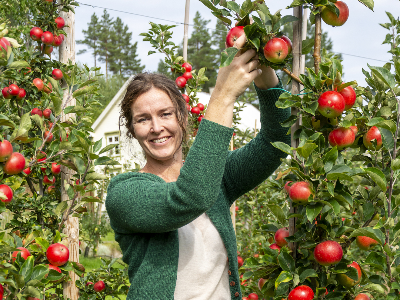 Silje Osnes, Gründeren bak Tingvoll sider, som produseres på gården Strupstad i Tingvoll, står i mellom epletrær bugnende med røde epler og smiler mot kamera, ikledd en grønn strikket jakke og lyse jeans. 